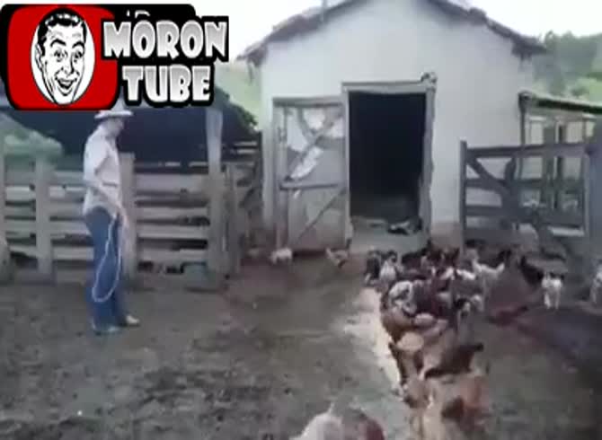 Video :A farmer uses a lasso to catch a fowl for his meal